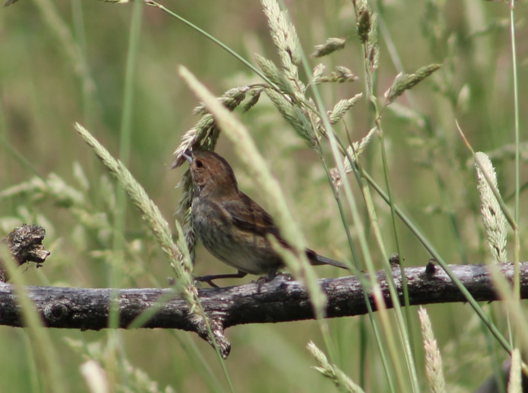 Indigo Bunting - ML632376083