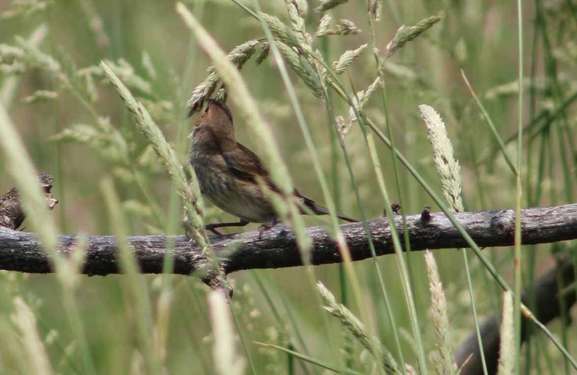 Indigo Bunting - ML632376084