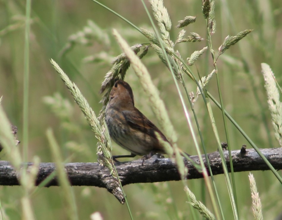 Indigo Bunting - ML632376085