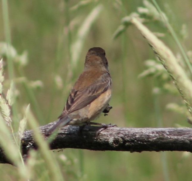 Indigo Bunting - ML632376086