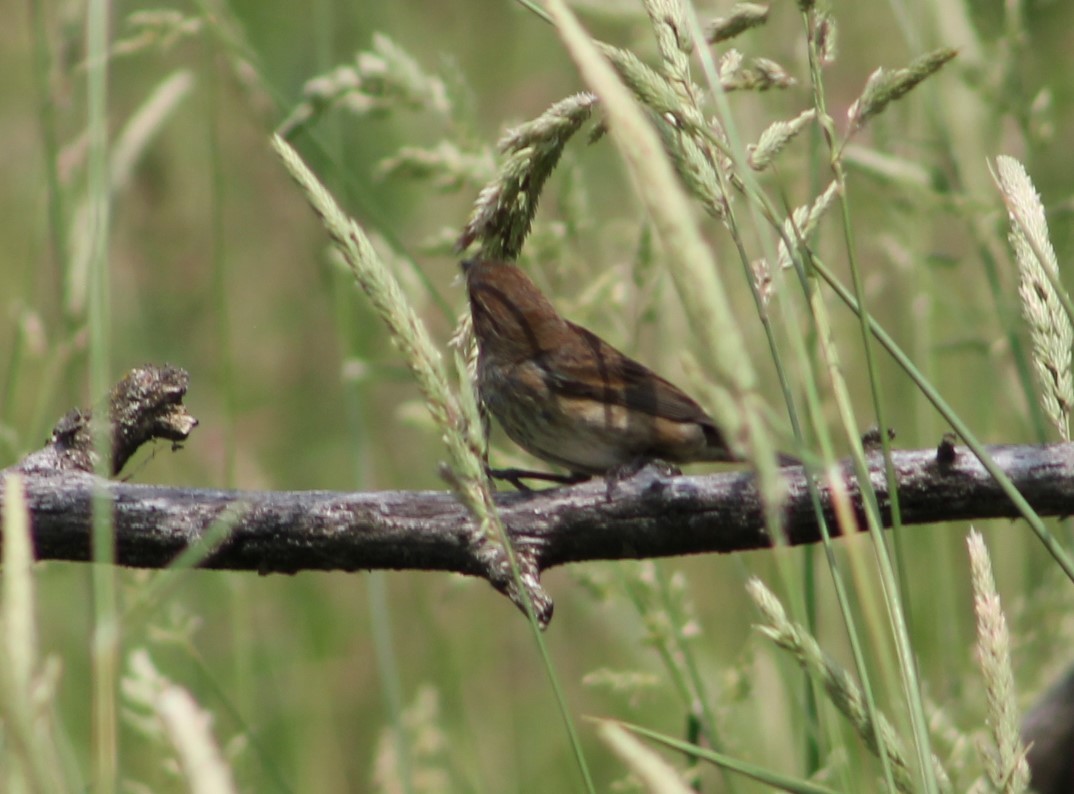 Indigo Bunting - ML632376087