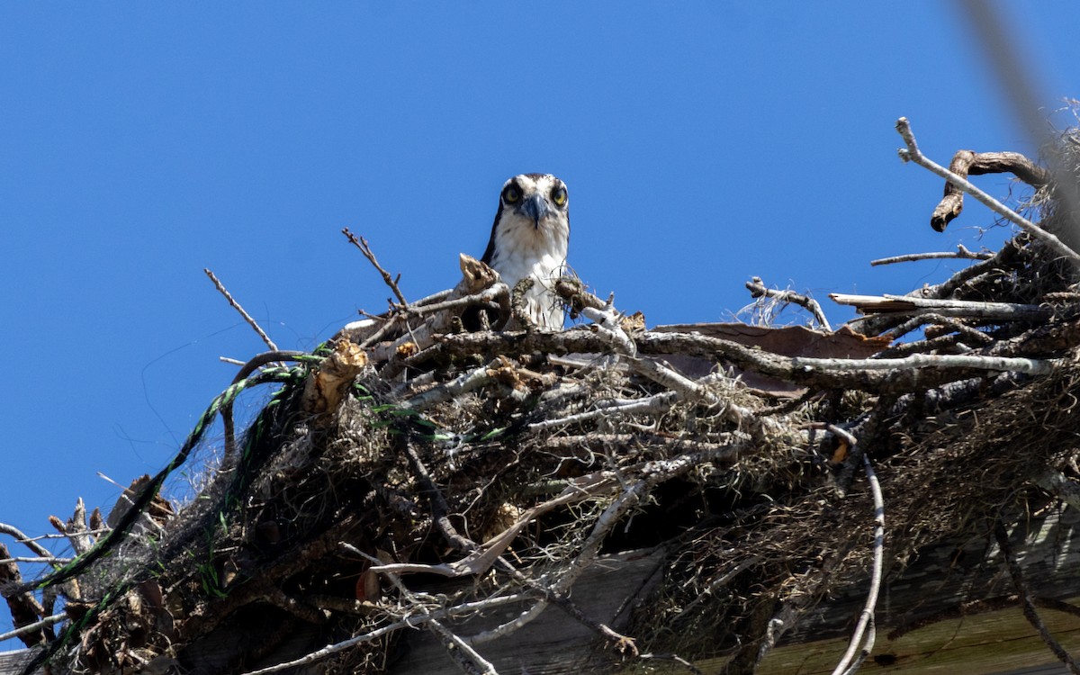 Osprey - ML632376157