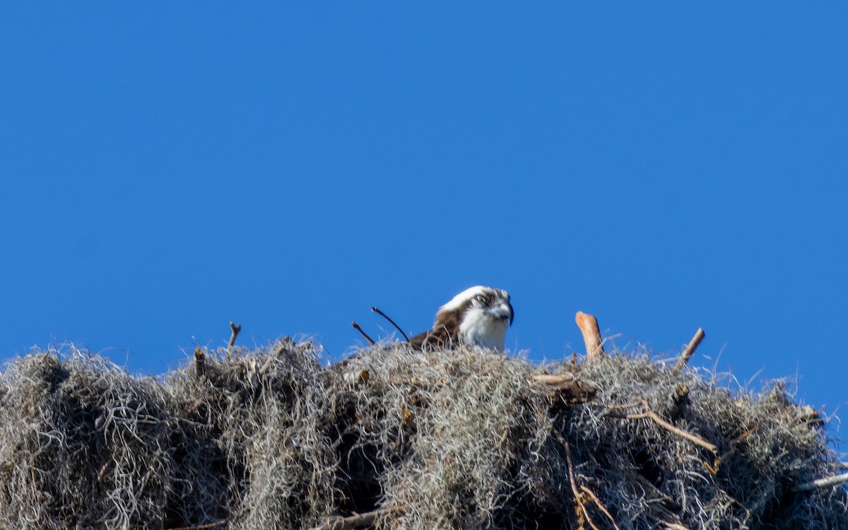 Osprey - ML632376159