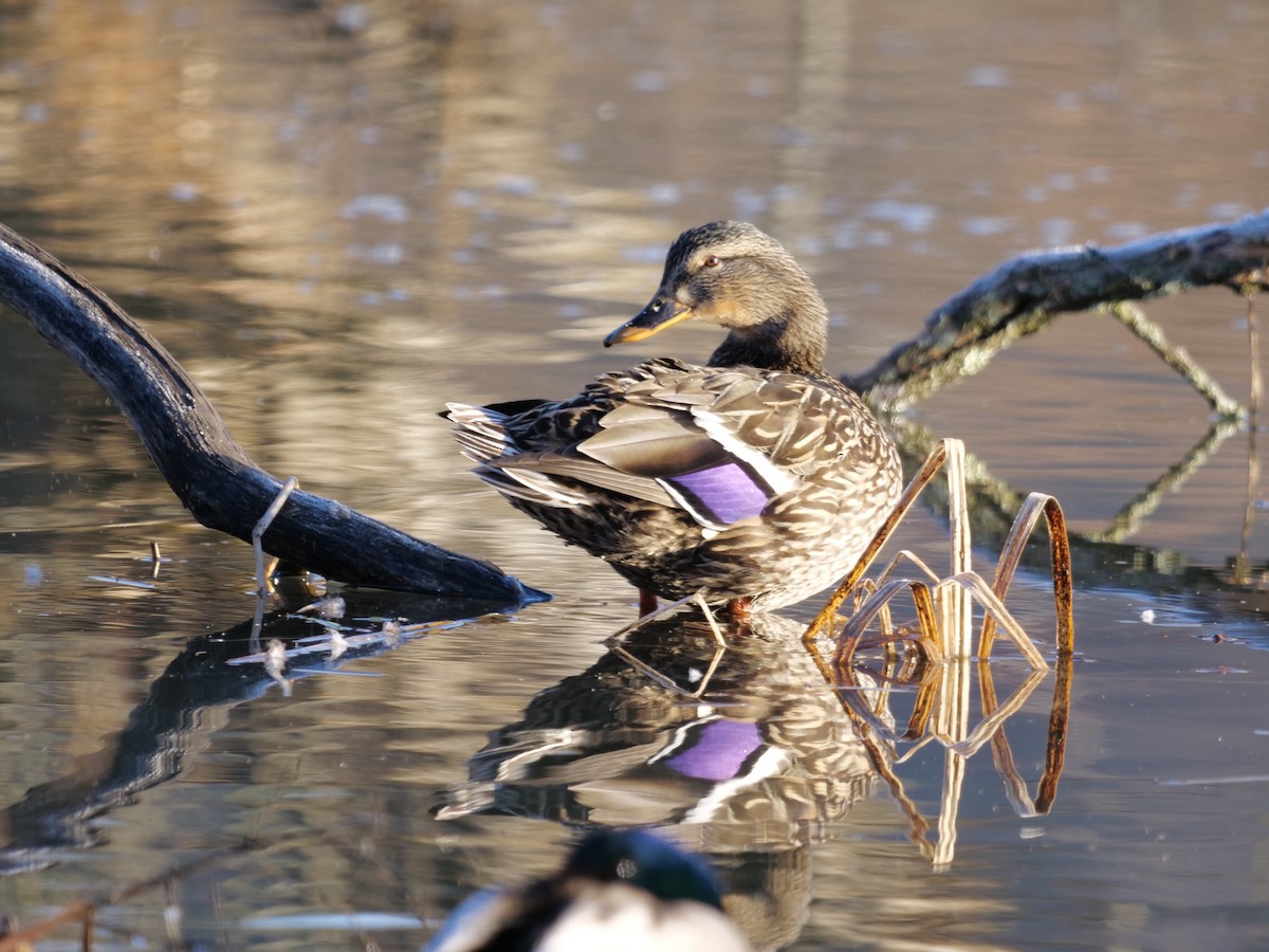 Mallard - ML632376163