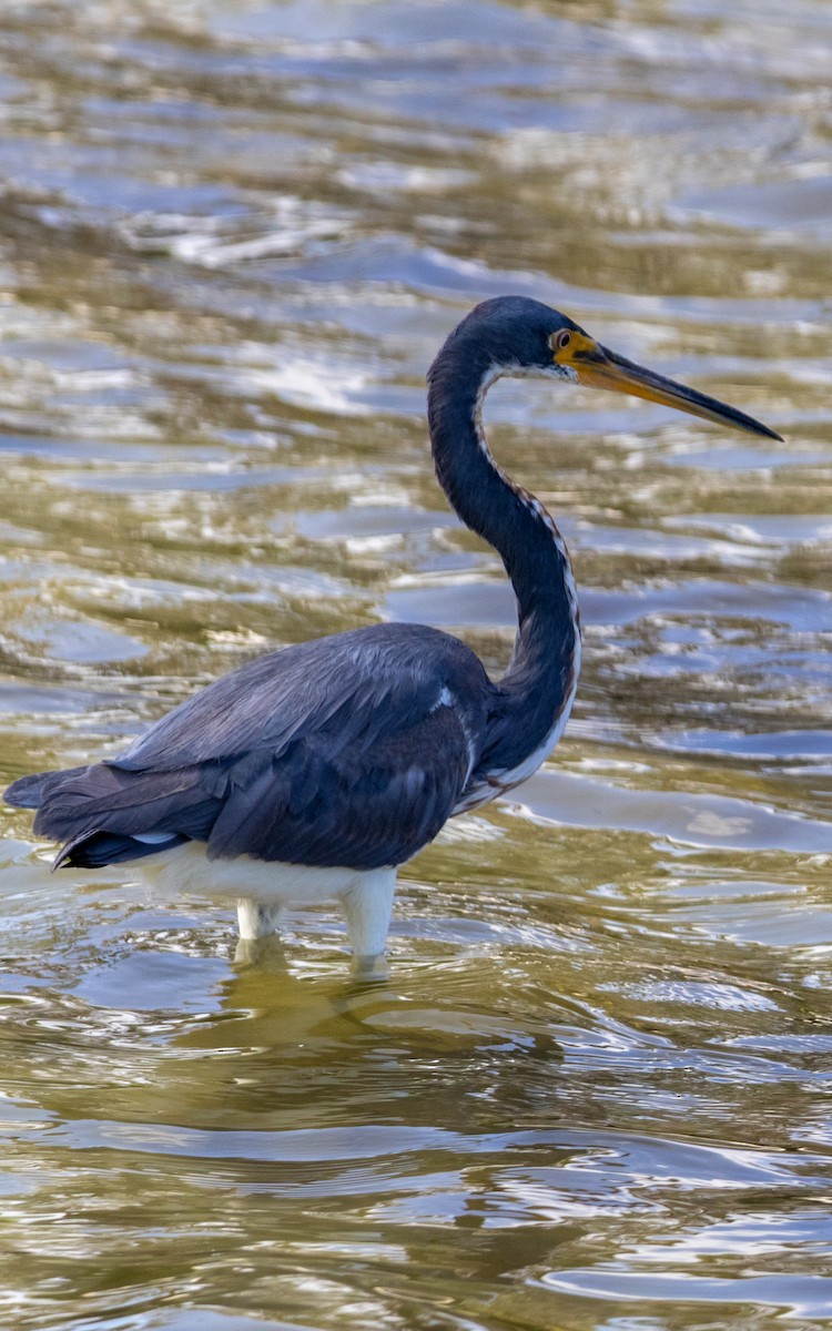 Tricolored Heron - ML632376178