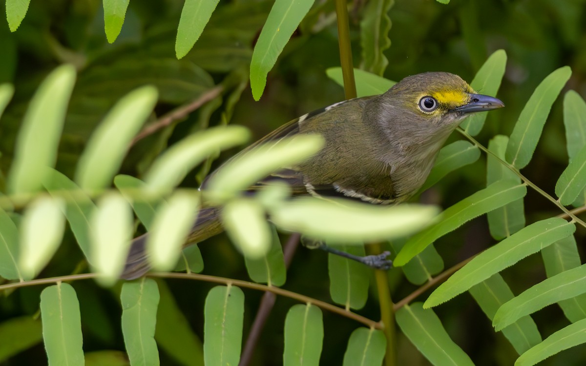 White-eyed Vireo - ML632376182