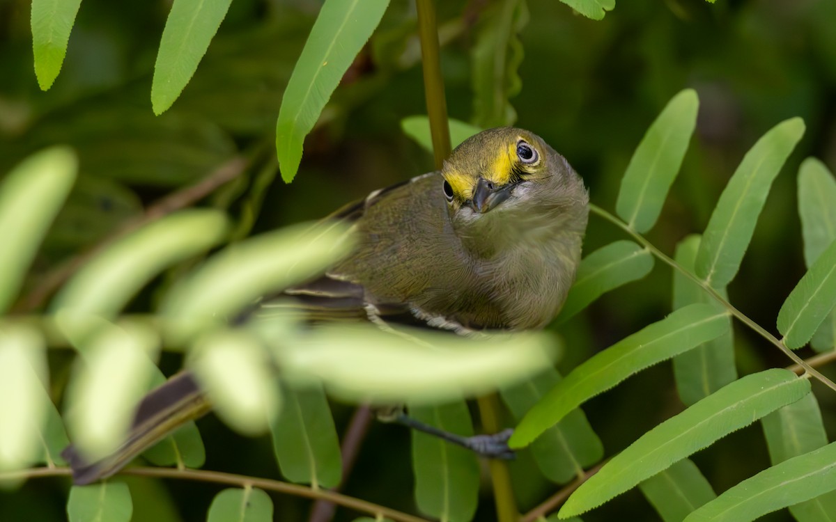 White-eyed Vireo - ML632376183