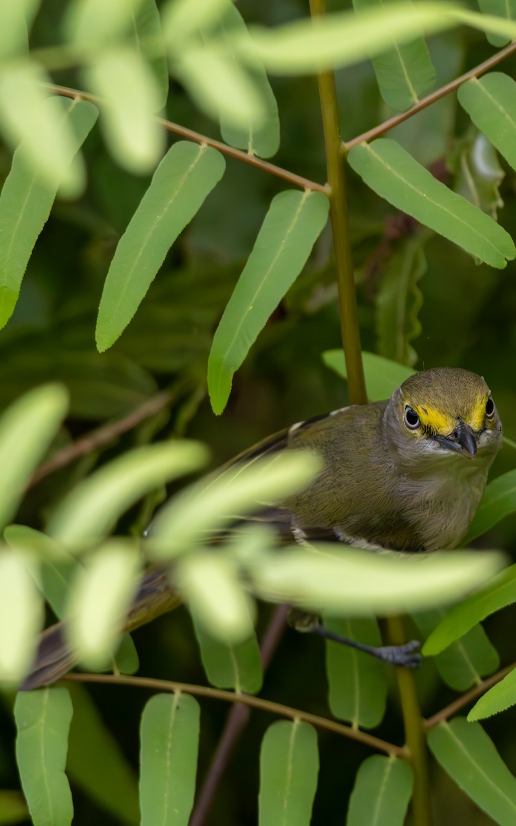 White-eyed Vireo - ML632376184