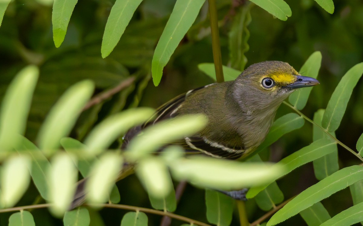 White-eyed Vireo - ML632376185