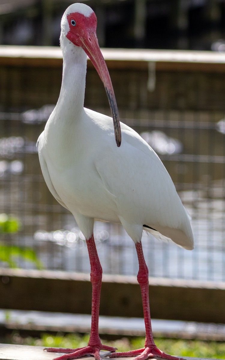White Ibis - ML632376188