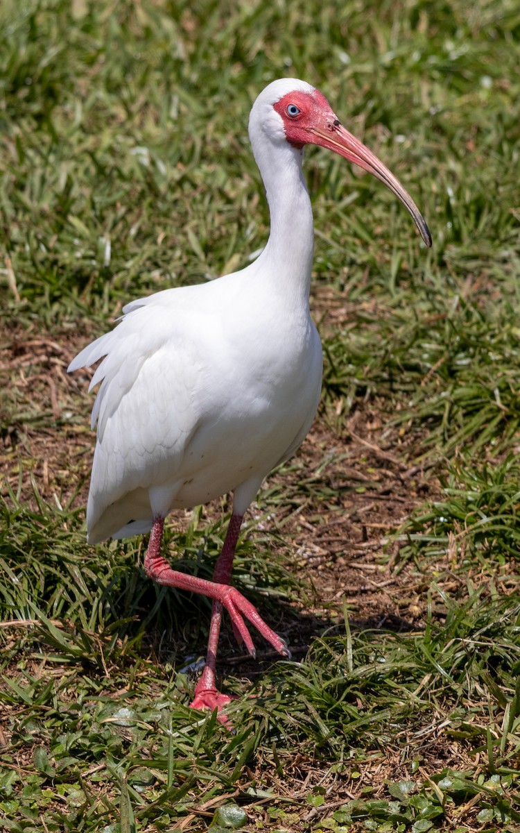 White Ibis - ML632376189
