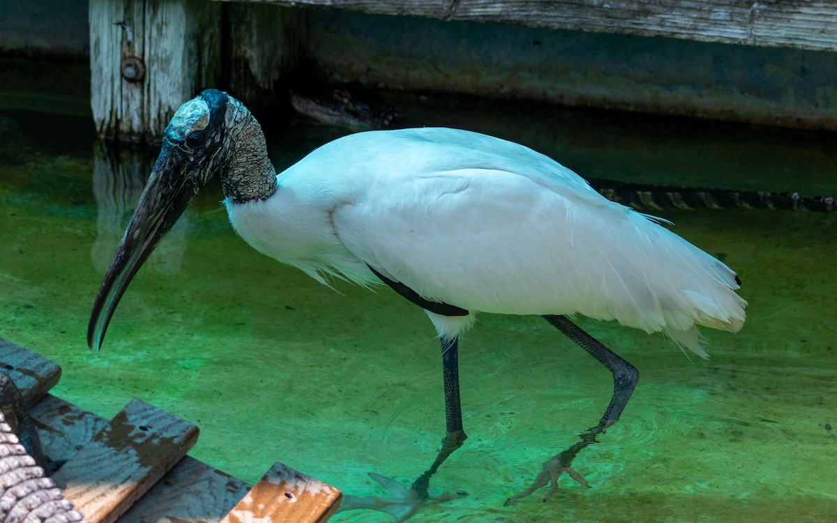 Wood Stork - ML632376196