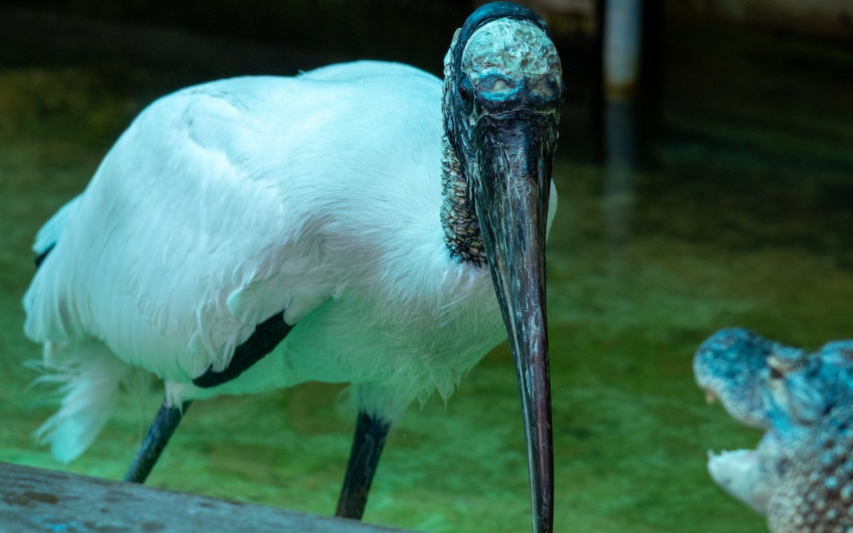 Wood Stork - ML632376197