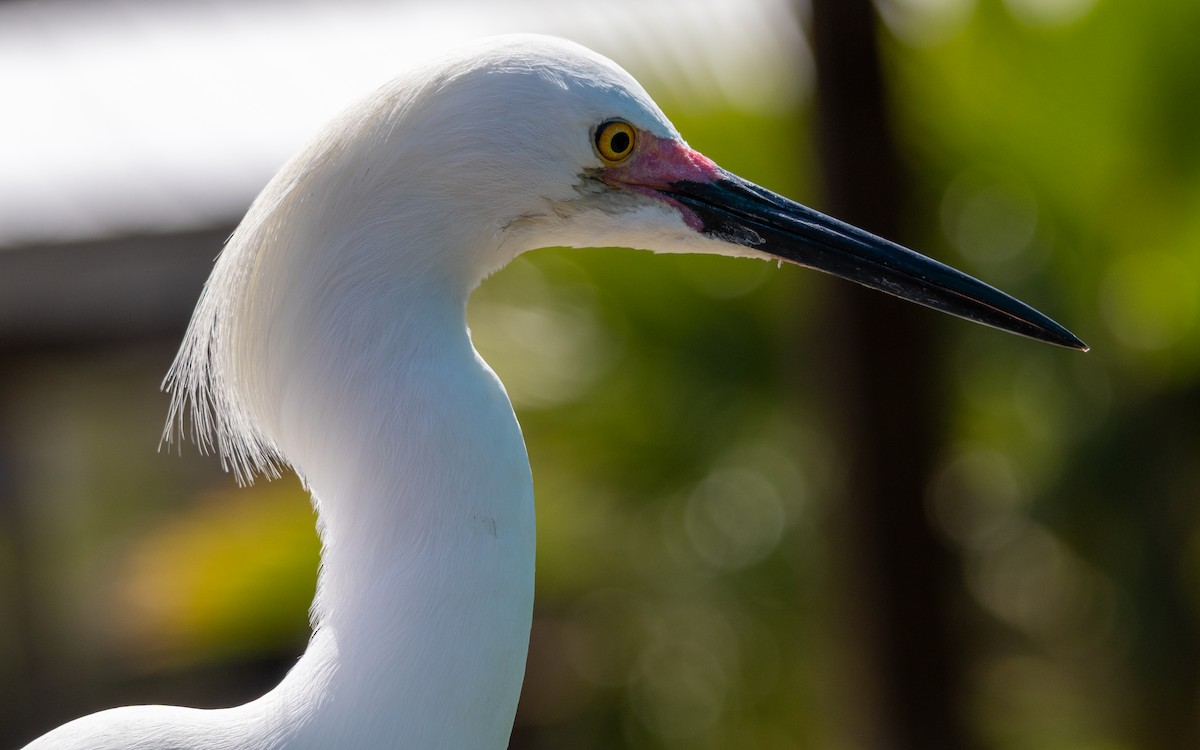 Great Egret - ML632376231