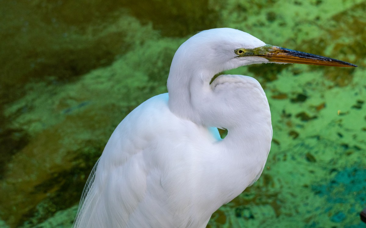 Great Egret - ML632376233