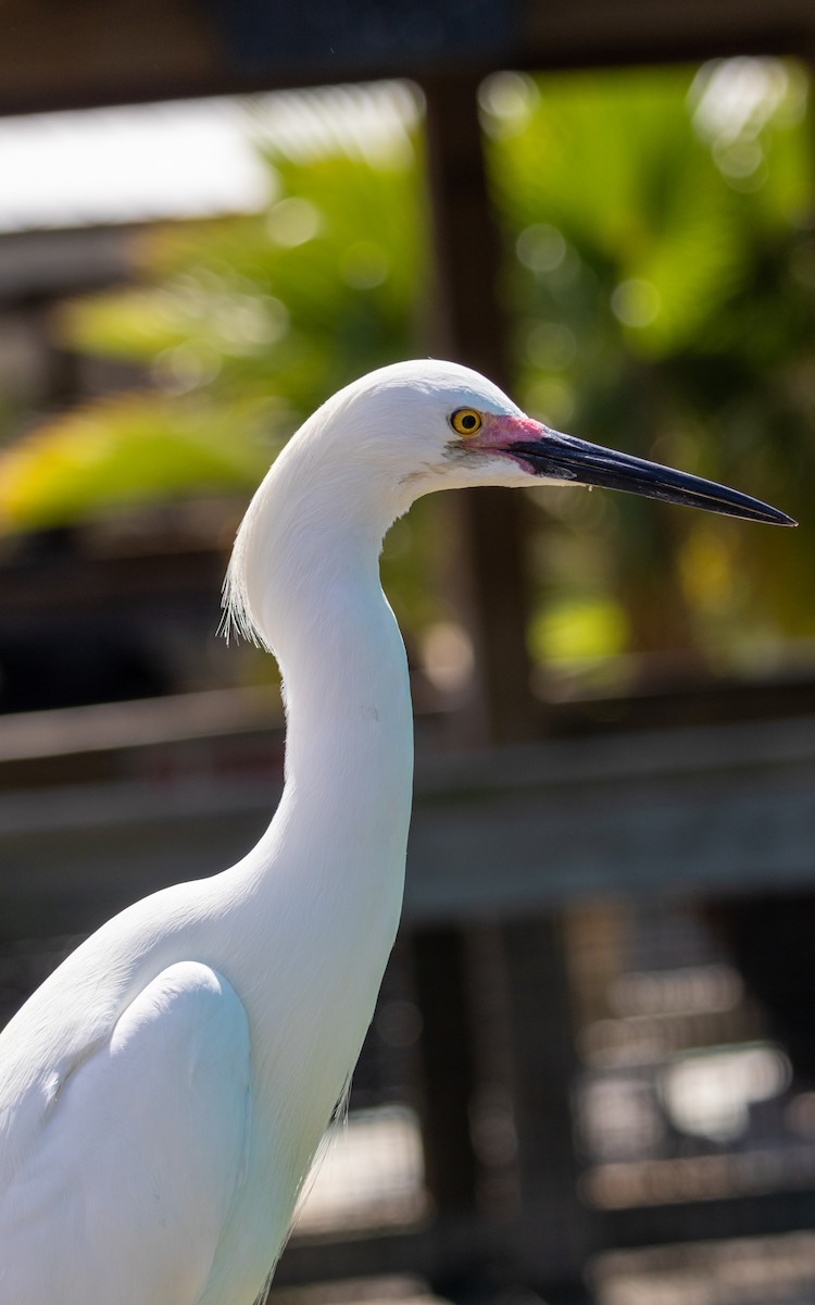 Great Egret - ML632376236