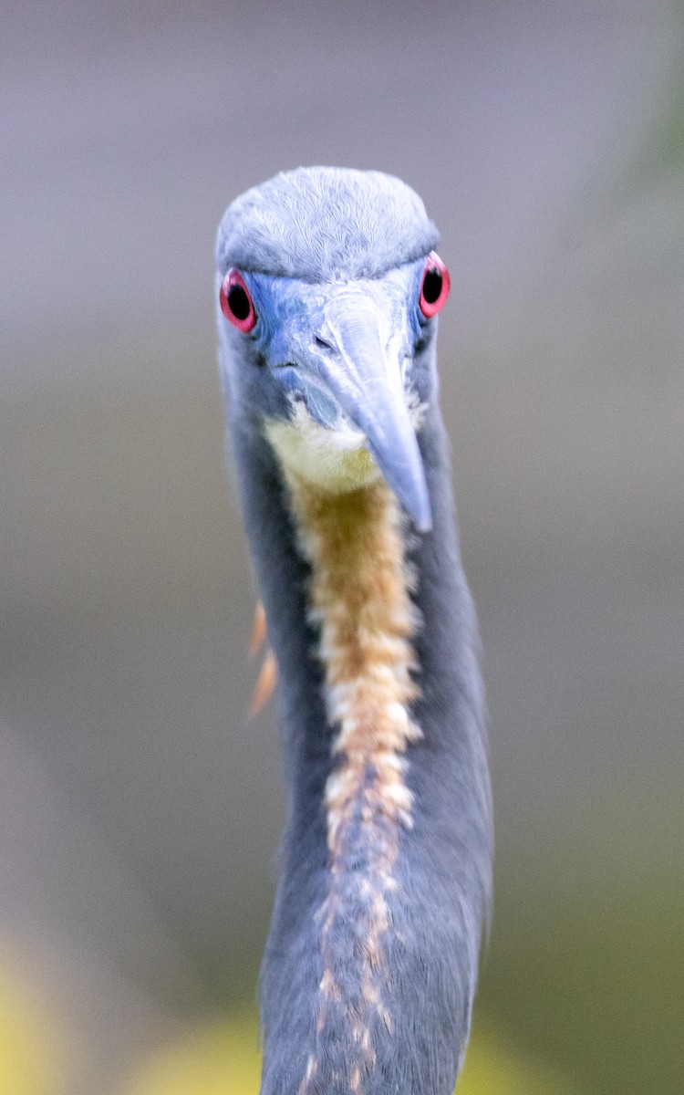 Tricolored Heron - ML632376248