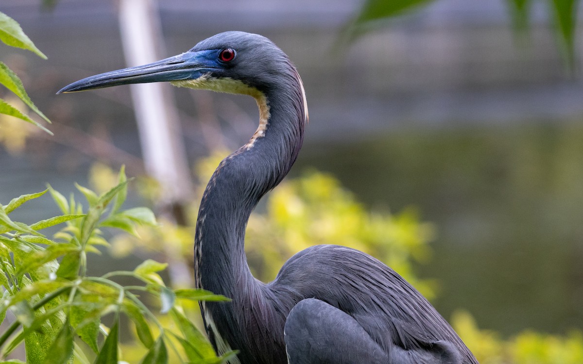 Tricolored Heron - ML632376249
