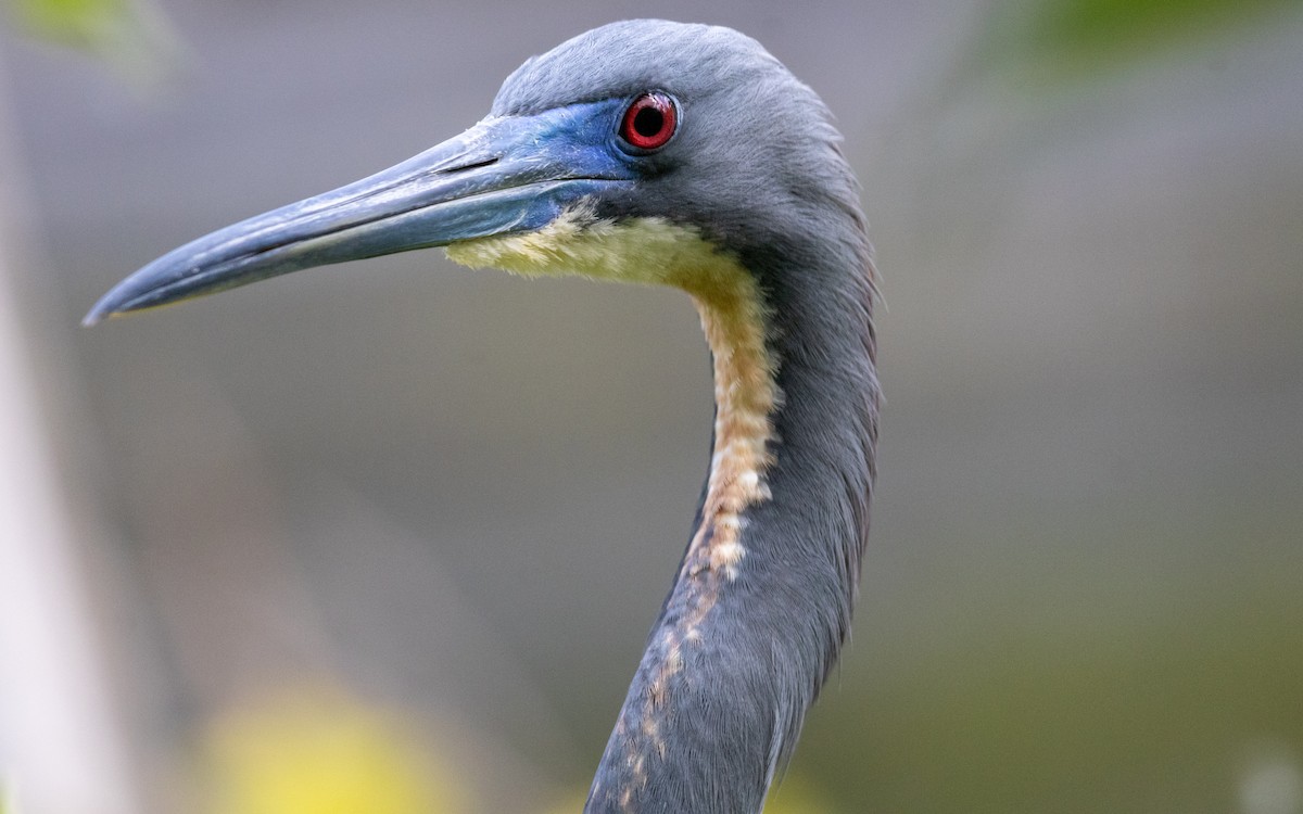 Tricolored Heron - ML632376250