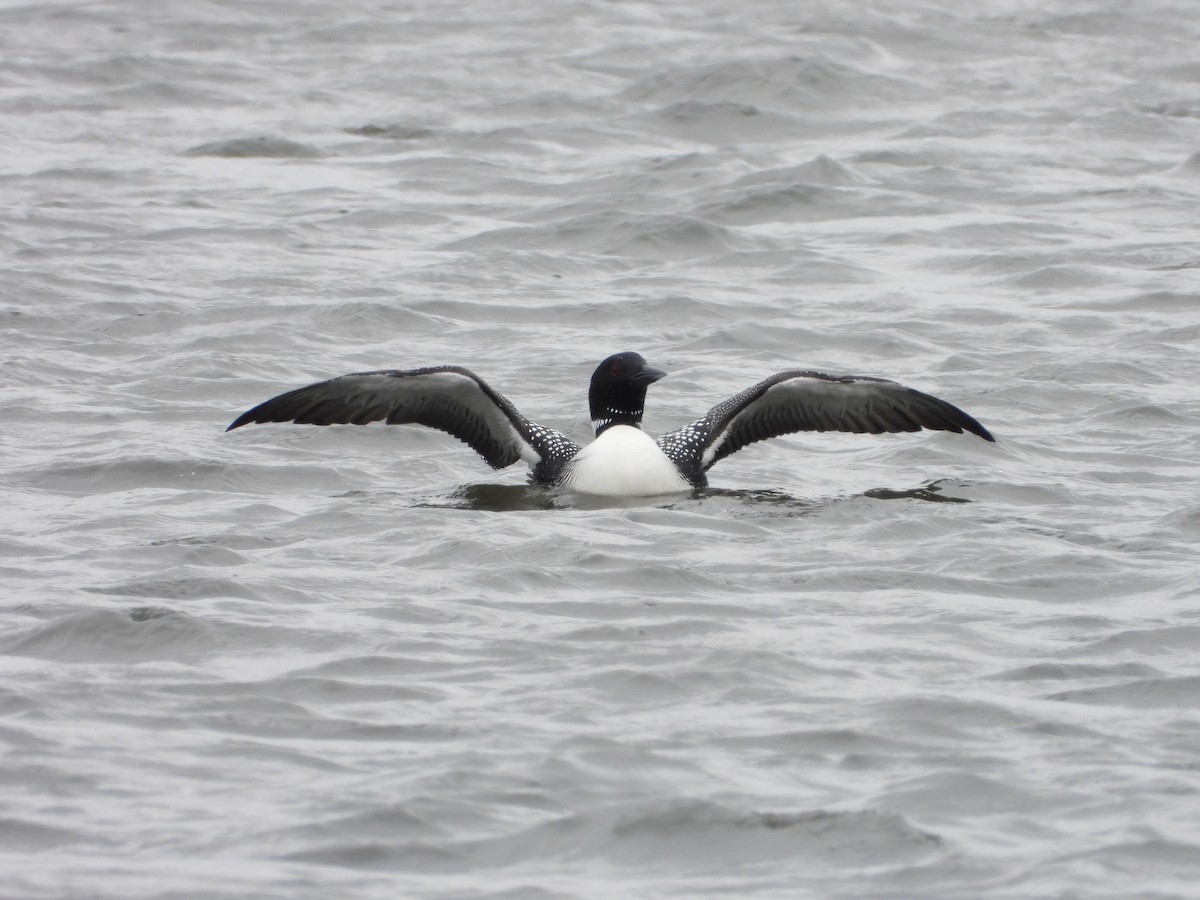 Common Loon - ML632376272