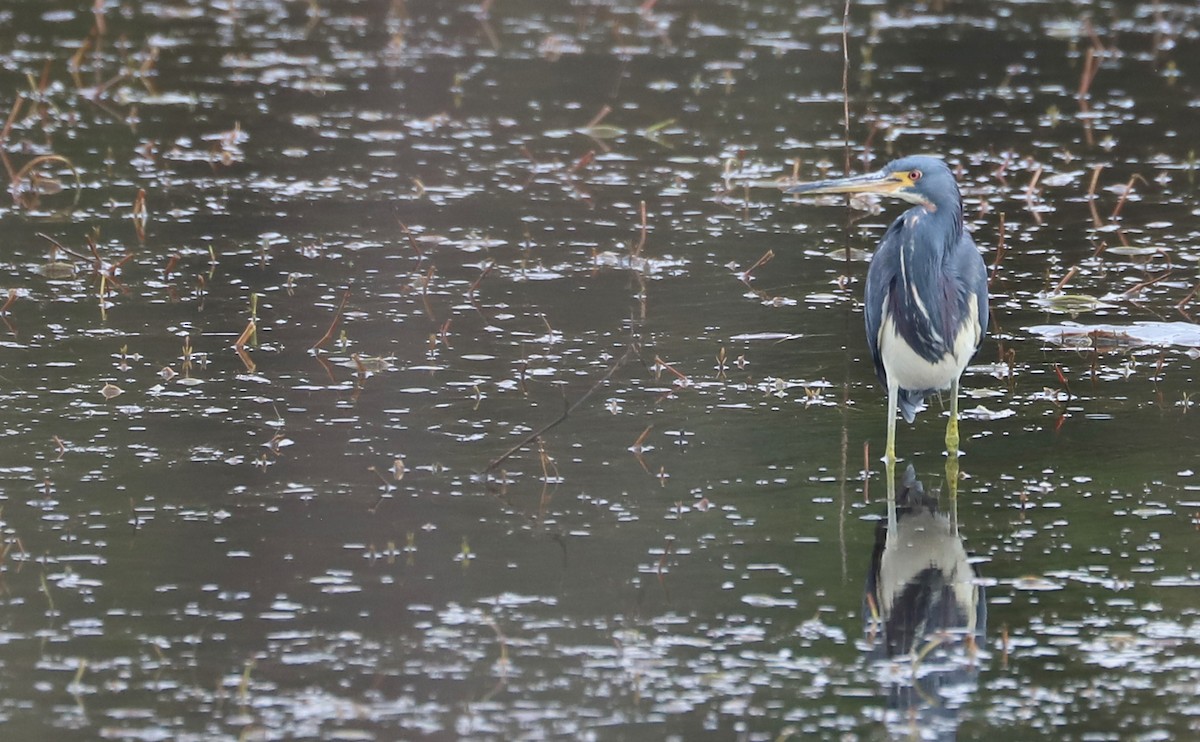 Tricolored Heron - Rob Bielawski