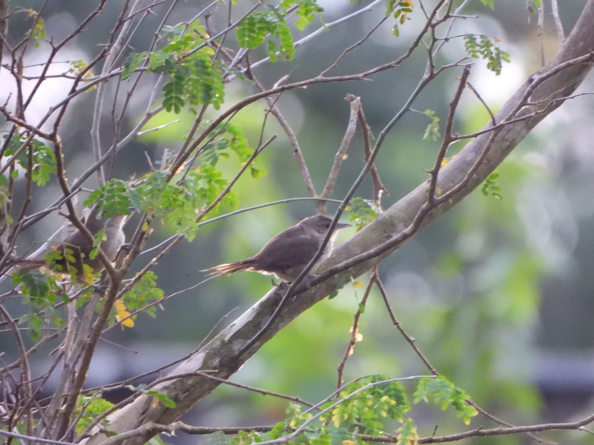 Plain Thornbird - ML632376323