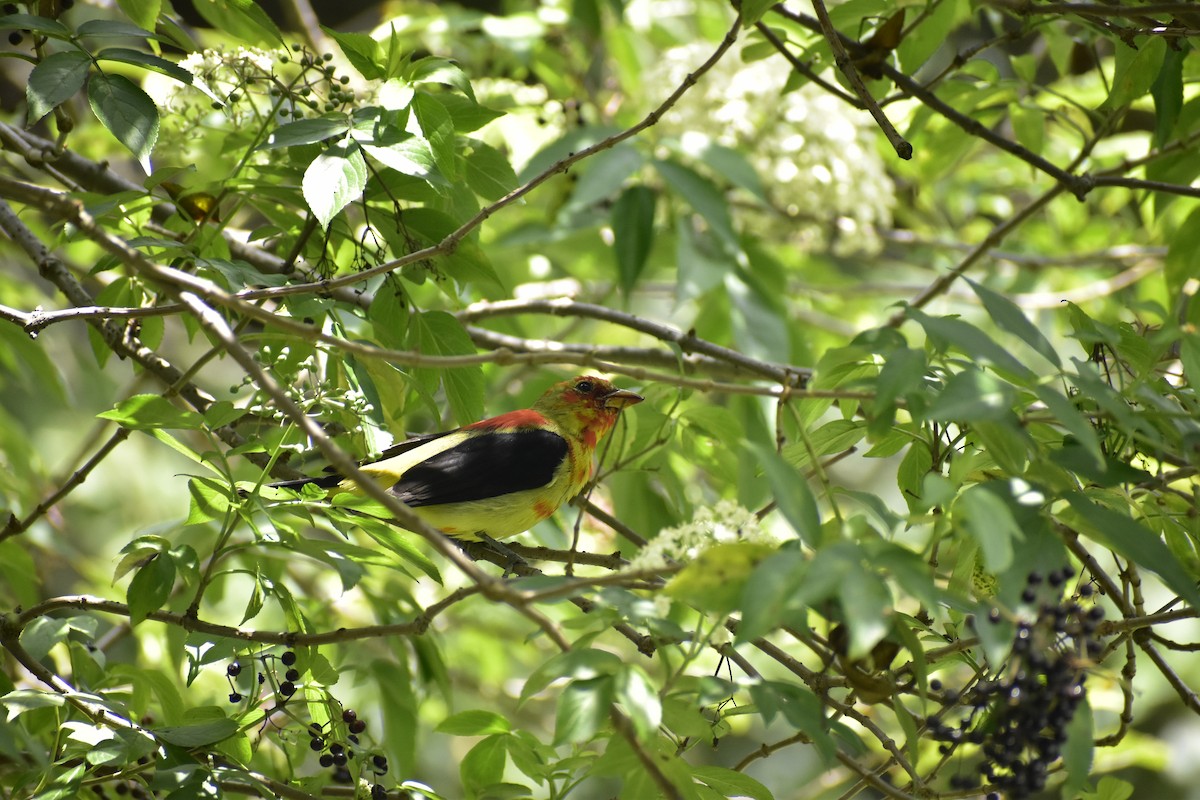 Scarlet Tanager - ML632376625