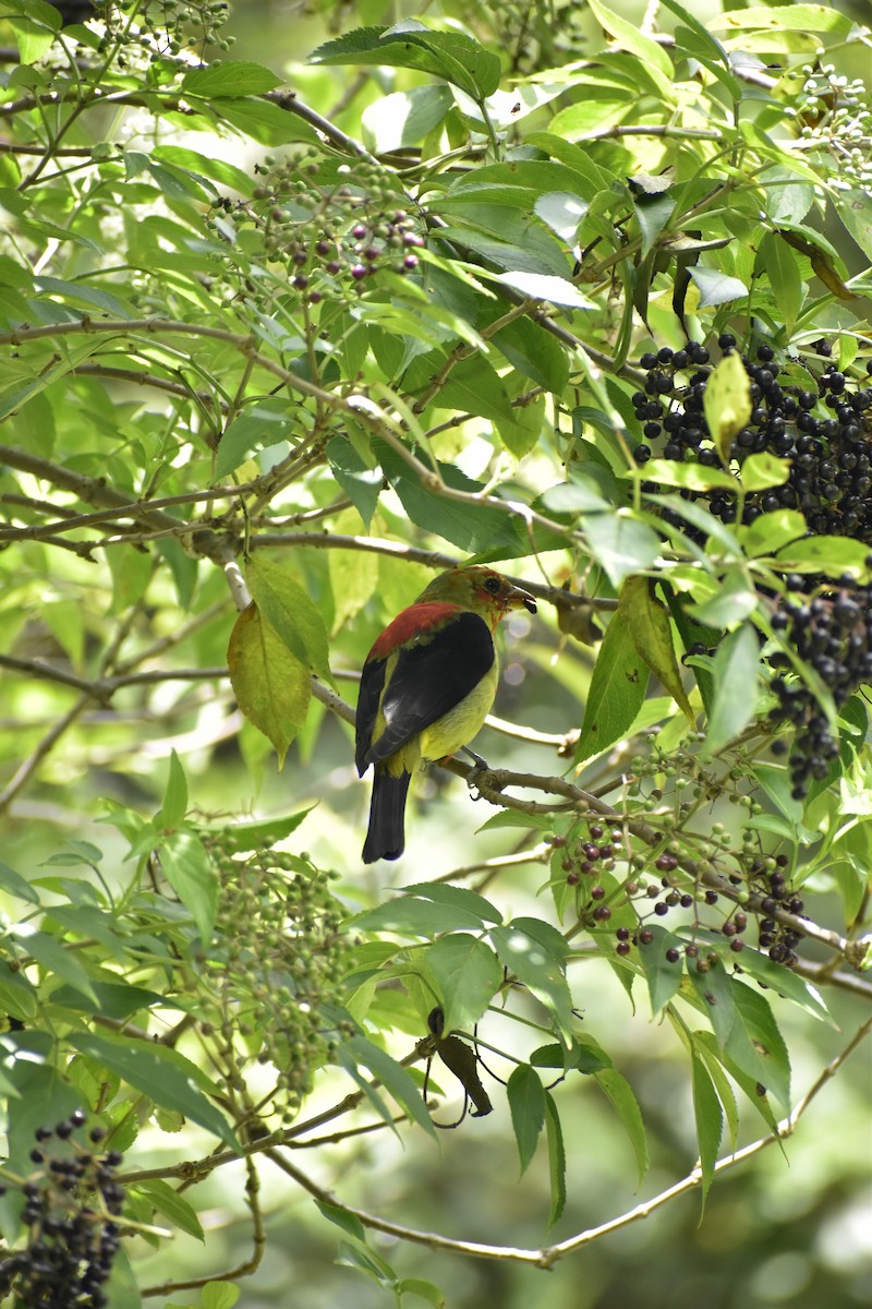 Scarlet Tanager - ML632376628