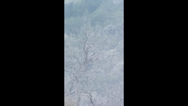 Great Blue Heron - ML632376655