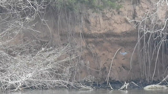 belteisfugl - ML632376687