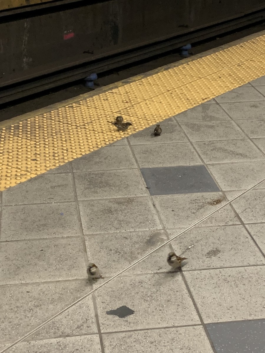 vrabec domácí - ML632376896