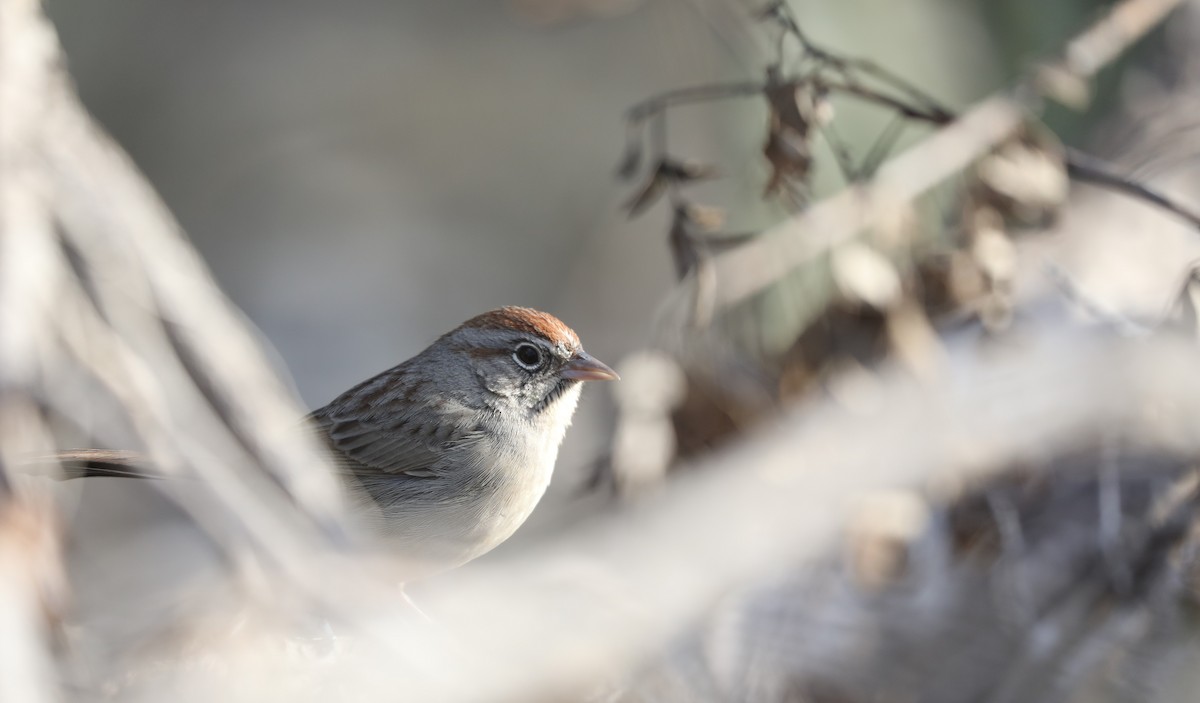 Rufous-crowned Sparrow - ML632376920