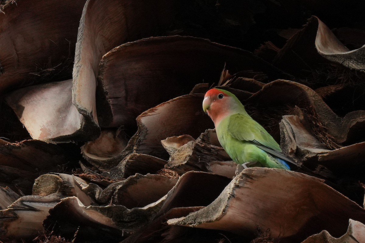 Rosy-faced Lovebird - ML632376998