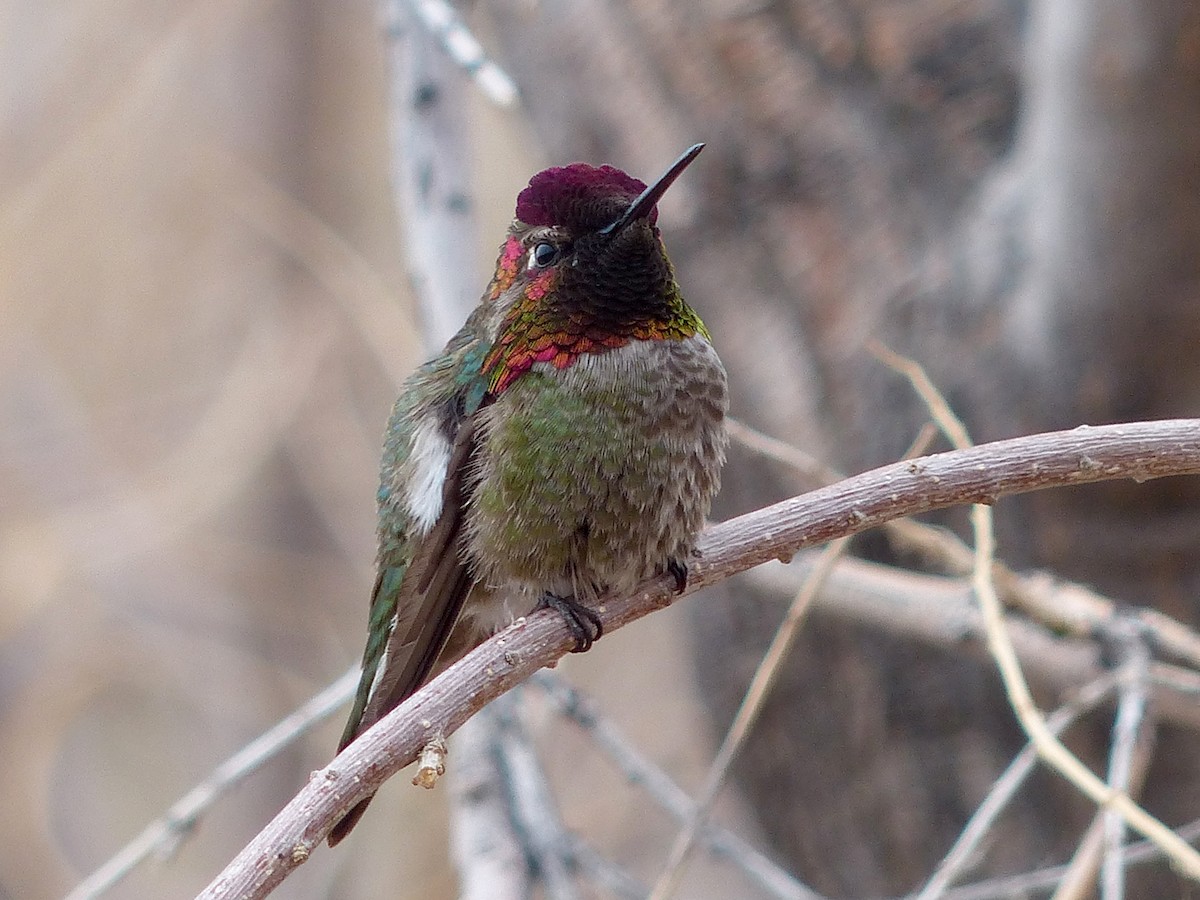 Anna's Hummingbird - ML632377112
