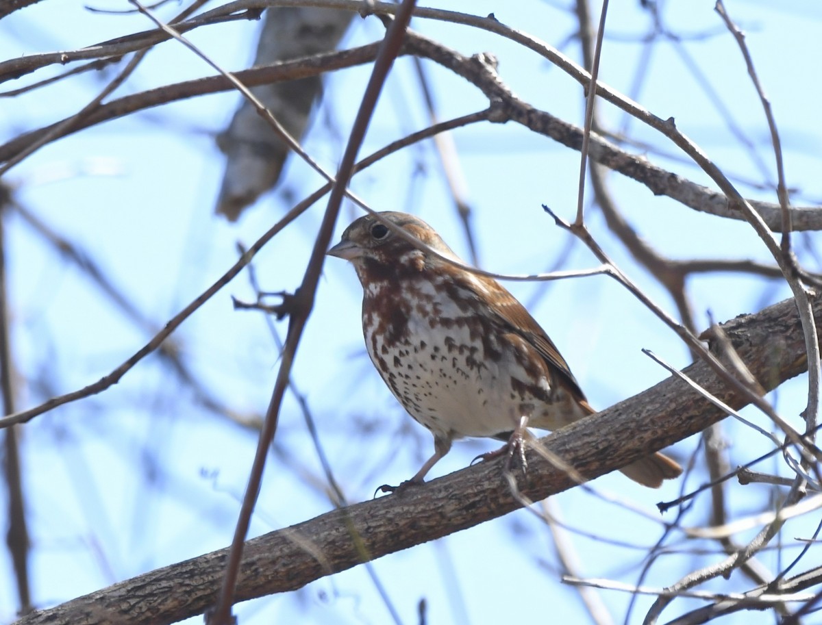 Fox Sparrow - ML632377169