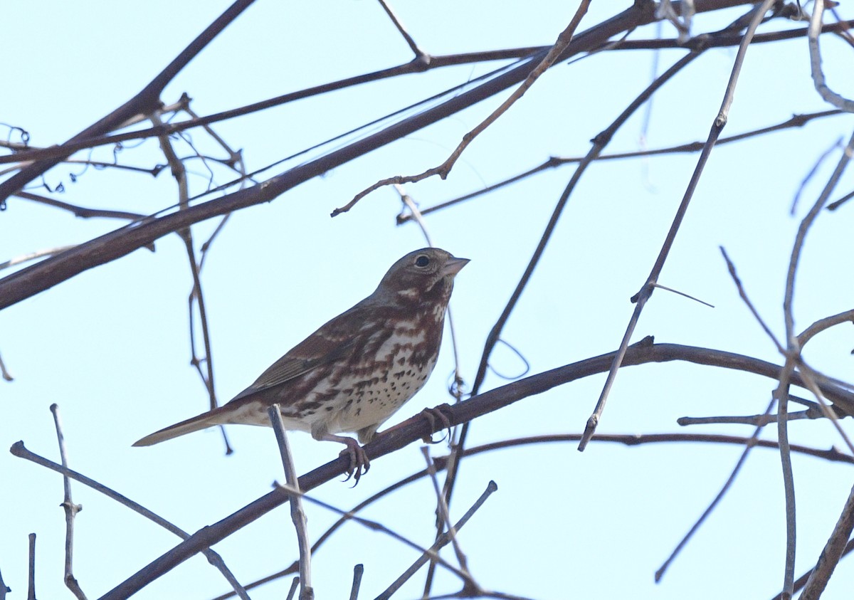 Fox Sparrow - ML632377170
