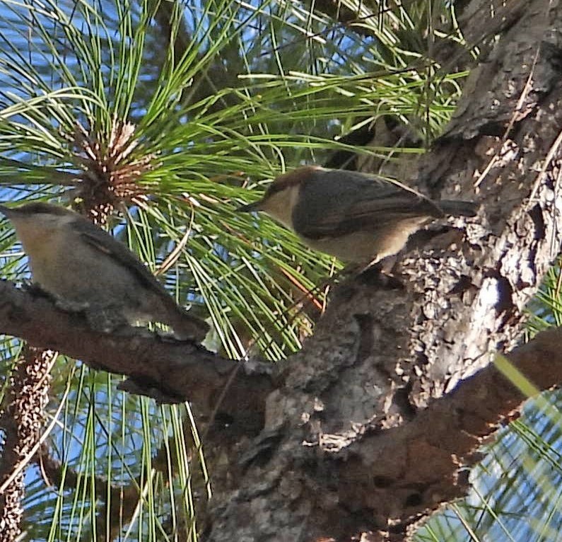 Brown-headed Nuthatch - ML632377173