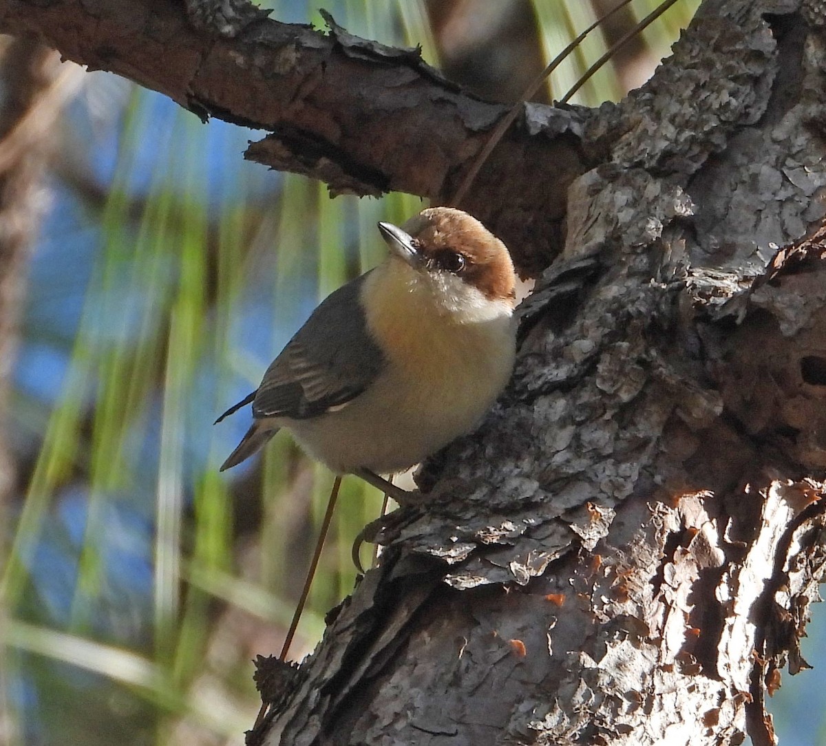 Brown-headed Nuthatch - ML632377174