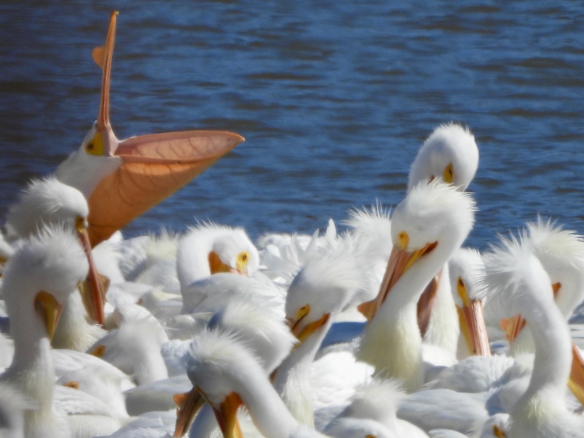 American White Pelican - ML632377214