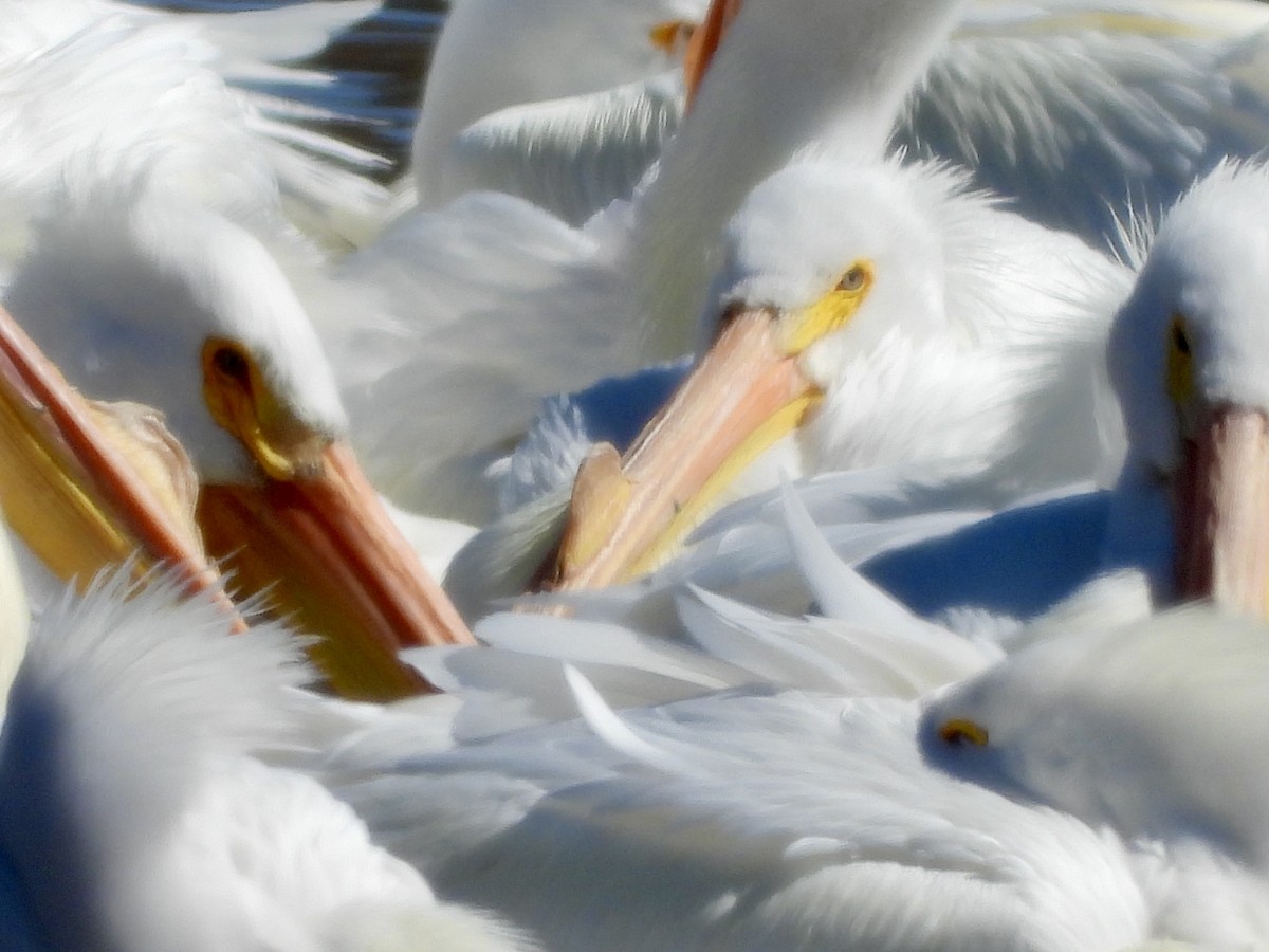 American White Pelican - ML632377215