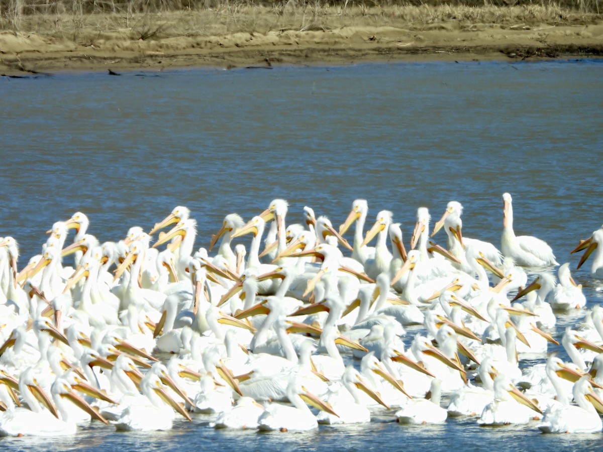 American White Pelican - ML632377217