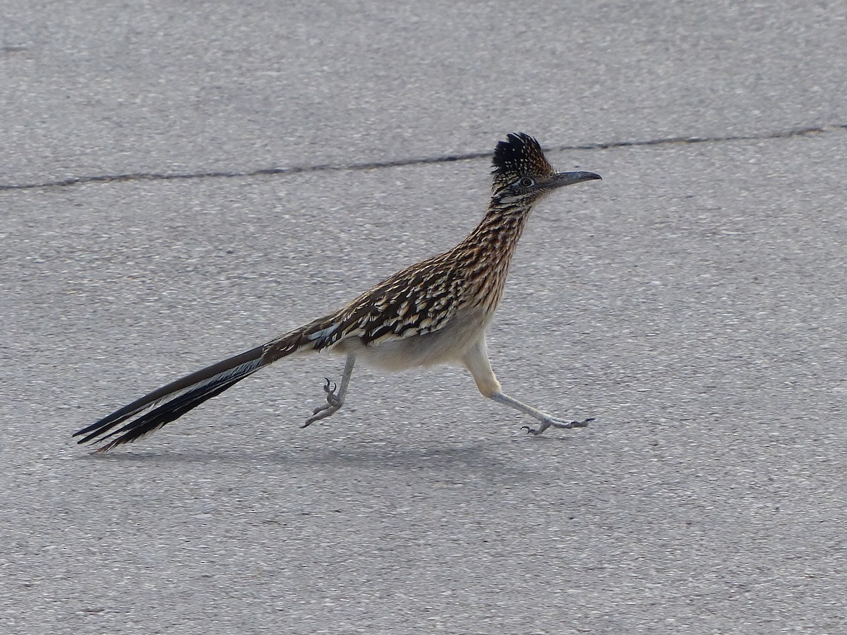 Greater Roadrunner - ML632377467