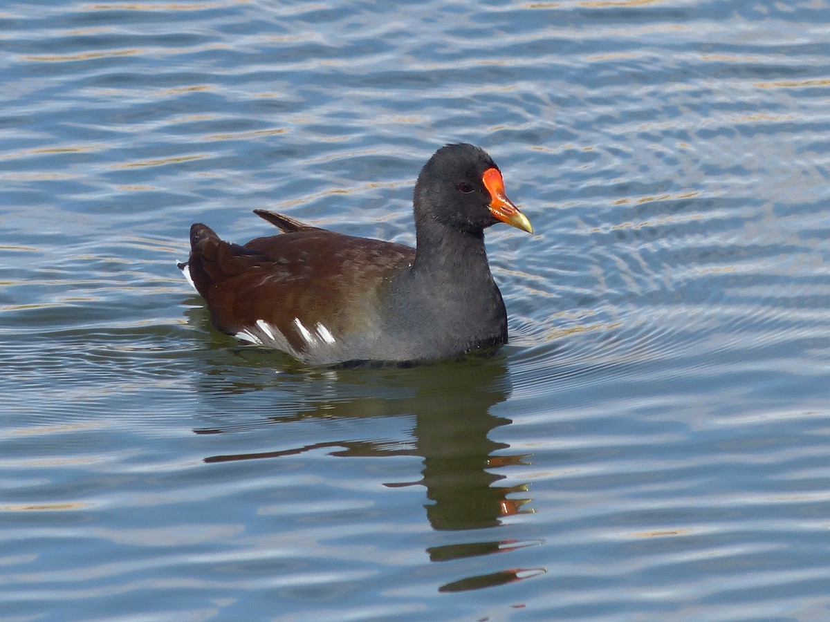 Common Gallinule - ML632377482