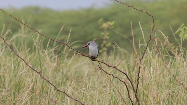 Woodland Kingfisher - ML632377760