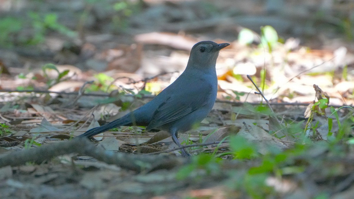 Gray Catbird - ML632378043