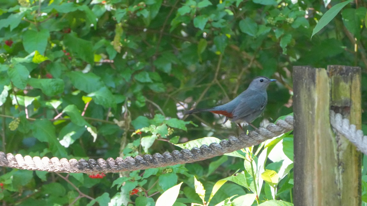 Gray Catbird - ML632378053