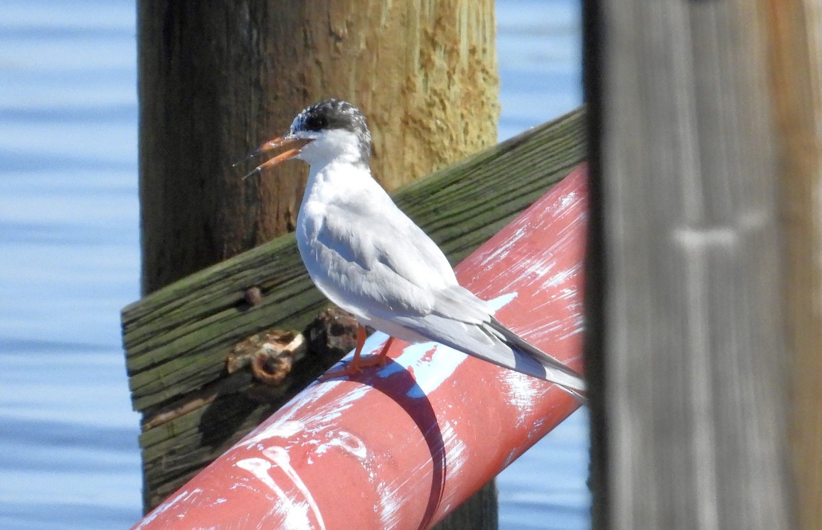 Forster's Tern - ML632378111