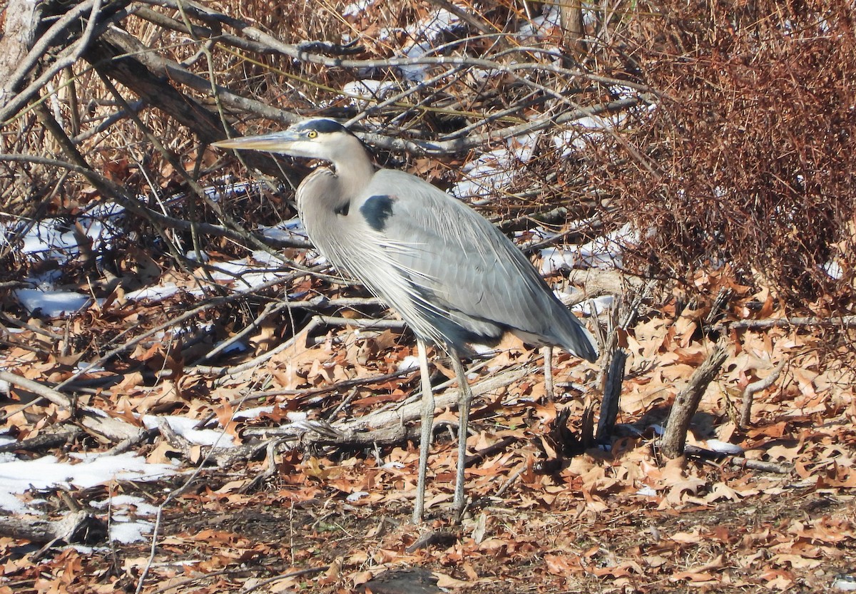 Great Blue Heron - ML632378197