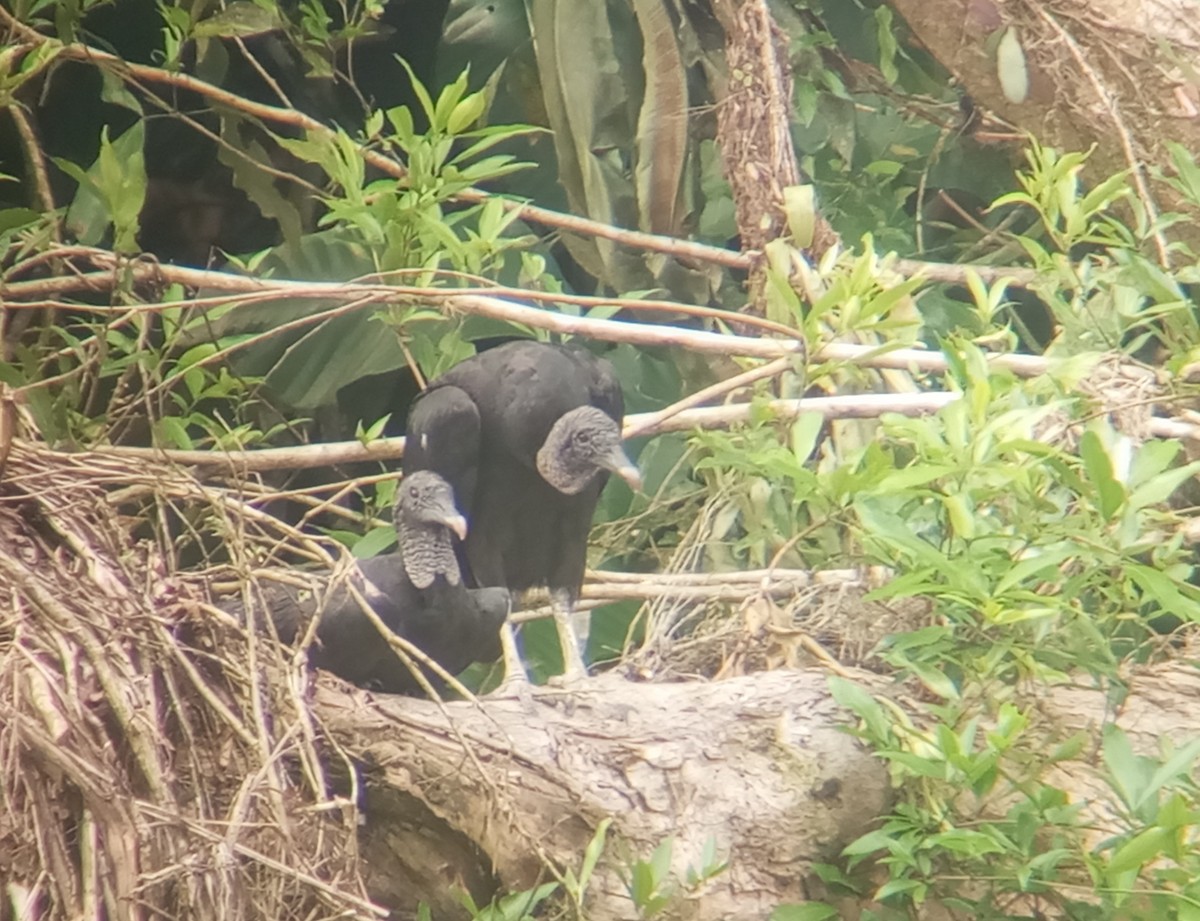 Black Vulture - ML632378224