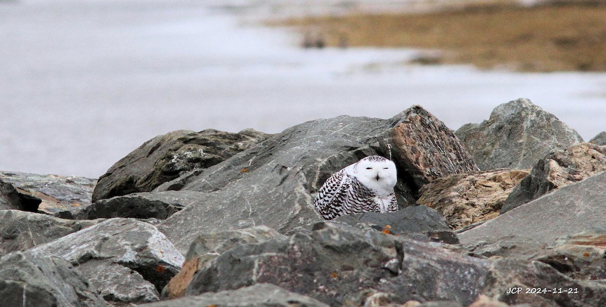 Snowy Owl - ML632378351